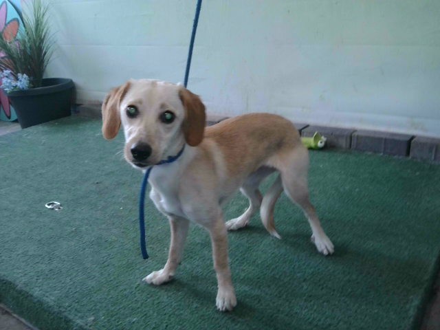 Shelter Stray Female Dog last seen , Irwindale, CA 91706
