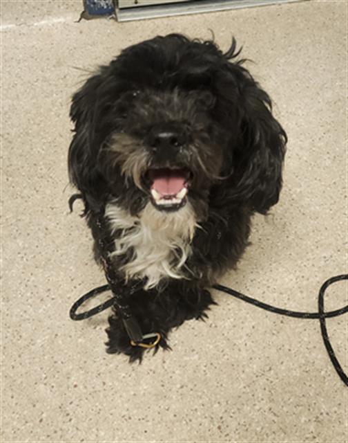 Shelter Stray Male Dog last seen Near BLOCK ROSEDALE HWY, BAKERSFIELD CA 93312, Bakersfield, CA 93308