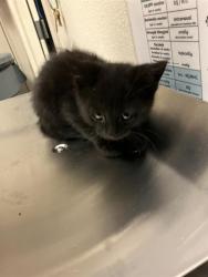 Shelter Stray Unknown Cat last seen Near BLOCK BLCK FASHION AVE, LONG BEACH, CA 90810, Long Beach, CA 90815