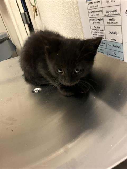 Shelter Stray Male Cat last seen Near BLOCK BLCK FASHION AVE, LONG BEACH, CA 90810, Long Beach, CA 90815