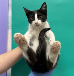 Shelter Stray Female Cat last seen DWIGHT RD / LAGUNA BLVD, Elk Grove, CA 95624