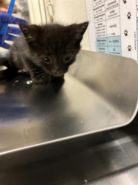 Shelter Stray Male Cat last seen Near BLOCK BLCK FASHION AVE, LONG BEACH, CA 90810, Long Beach, CA 90815