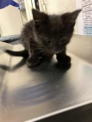 Shelter Stray Unknown Cat last seen Near BLOCK BLCK FASHION AVE, LONG BEACH, CA 90810, Long Beach, CA 90815