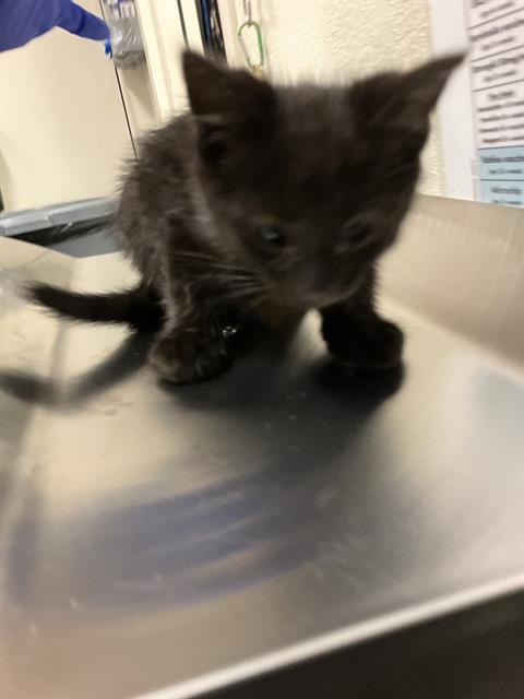 Shelter Stray Male Cat last seen Near BLOCK BLCK FASHION AVE, LONG BEACH, CA 90810, Long Beach, CA 90815