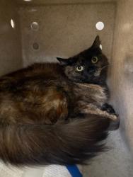 Shelter Stray Female Cat last seen MOWRY, Fremont, CA 94538