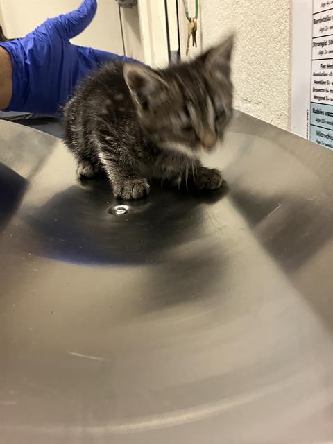 Shelter Stray Female Cat last seen Near BLOCK BLCK FASHION AVE, LONG BEACH, CA 90810, Long Beach, CA 90815