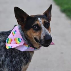 Shelter Stray Female Dog last seen LAMAR, San Antonio, TX 78227