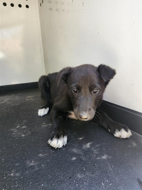 Shelter Stray Female Dog last seen Near BLK CASINO ST,BAKERSFIELD,CA, Bakersfield, CA 93307