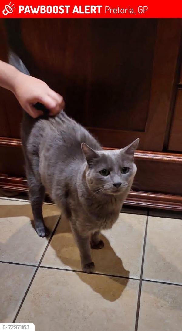 Lost Male Cat last seen Odell street wingatepark, Pretoria, GP 0181