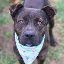 Shelter Stray Male Dog last seen Near BLOCK LAMAR ST, San Antonio, TX 78227