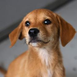 Shelter Stray Male Dog last seen HIGHWAY 90 AND 151, San Antonio, TX 78227