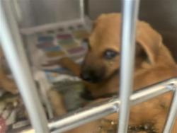 Shelter Stray Unknown Dog last seen HIGHWAY 90 AND 151, San Antonio, TX 78227