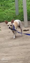 Shelter Stray Female Dog last seen SANTA CRUZ, San Antonio, TX 78227
