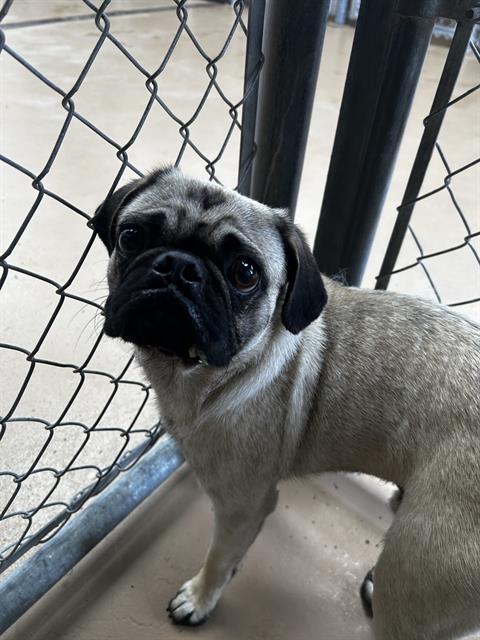 Shelter Stray Male Dog last seen TELEGRAPH CANYON RD & TELEGRAPH CANYON RD, Chula Vista, CA 91911