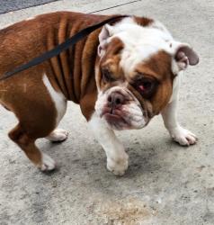 Shelter Stray Male Dog last seen Near BLOCK LONG CREEK ST, San Antonio, TX 78227