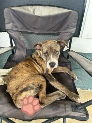 Shelter Stray Female Dog last seen Near BLOCK W HARLAN AVE, San Antonio, TX 78227