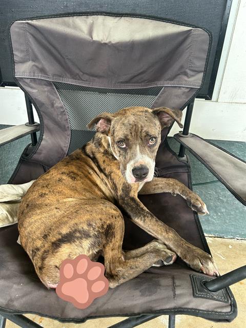 Shelter Stray Female Dog last seen Near BLOCK W HARLAN AVE, San Antonio, TX 78227