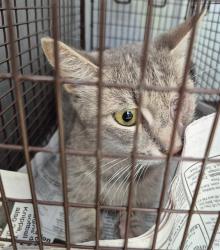 Shelter Stray Female Cat last seen GILLMORE, 4710 TX-151, San Antonio, TX 78227, USA