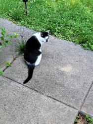 Found/Stray Female Cat last seen Glenheath Drivw, Henderson County, NC 28791