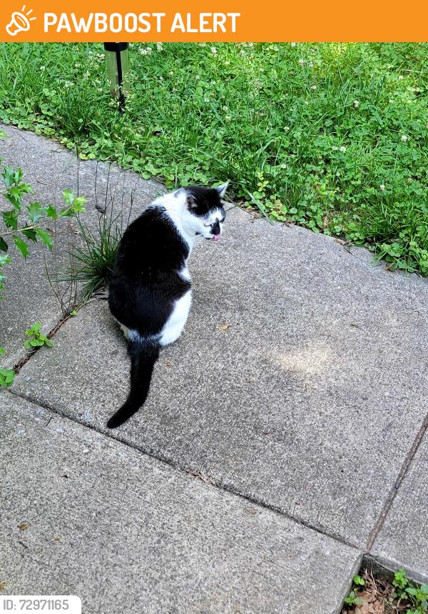 Found/Stray Female Cat last seen Glenheath Drivw, Henderson County, NC 28791