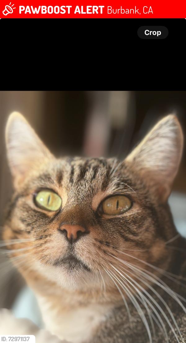 Lost Female Cat last seen Grinnell and Sunset Canyon , Burbank, CA 91501