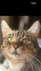 Lost Female Cat last seen Grinnell and Sunset Canyon , Burbank, CA 91501