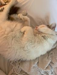 Reunited Male Cat last seen Limeridge and upper Wellington , Hamilton, ON L9A 5G8