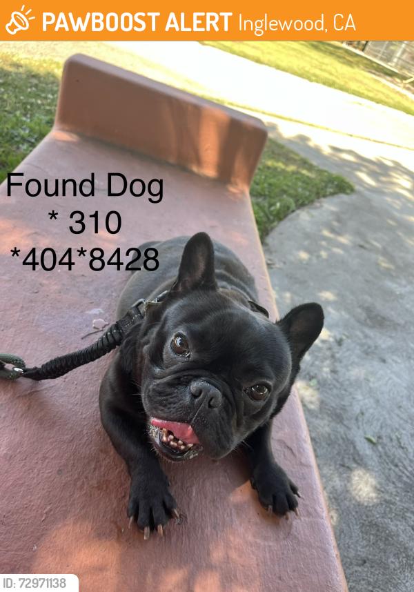 Found/Stray Female Dog last seen Inglewood , Inglewood, CA 90301