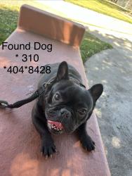 Found/Stray Female Dog last seen Inglewood , Inglewood, CA 90301