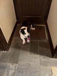 Reunited Male Dog last seen Normandy farms, Indianapolis, IN 46278
