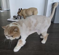 Reunited Male Cat last seen Viewcrest Dr NW, Issaquah, WA, Issaquah, WA 98027