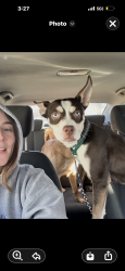 Lost Male Dog last seen German and main , Haysville, KS 67060