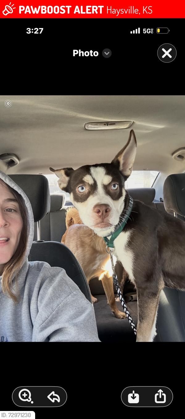 Lost Male Dog last seen German and main , Haysville, KS 67060
