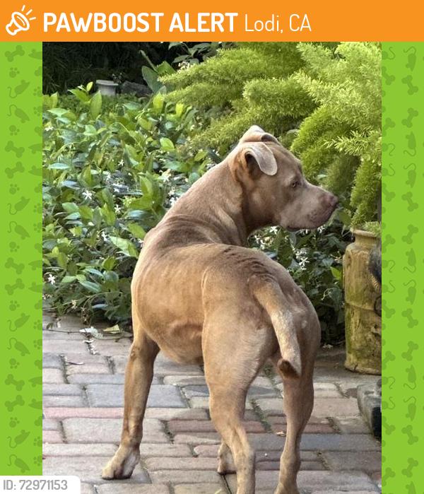 Found/Stray Male Dog last seen N. Curry Ave. and Kettleman Ln. Lodi.ca. 95240, Lodi, CA 95240
