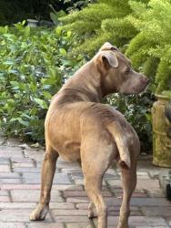 Found/Stray Male Dog last seen N. Curry Ave. and Kettleman Ln. Lodi.ca. 95240, Lodi, CA 95240
