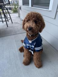 Reunited Male Dog last seen Brea apmts Wendell Fall, Wendell, NC 27591