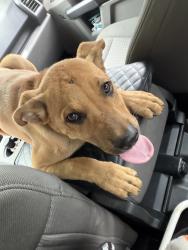 Found/Stray Unknown Dog last seen N victor ave, Tulsa, OK 74110