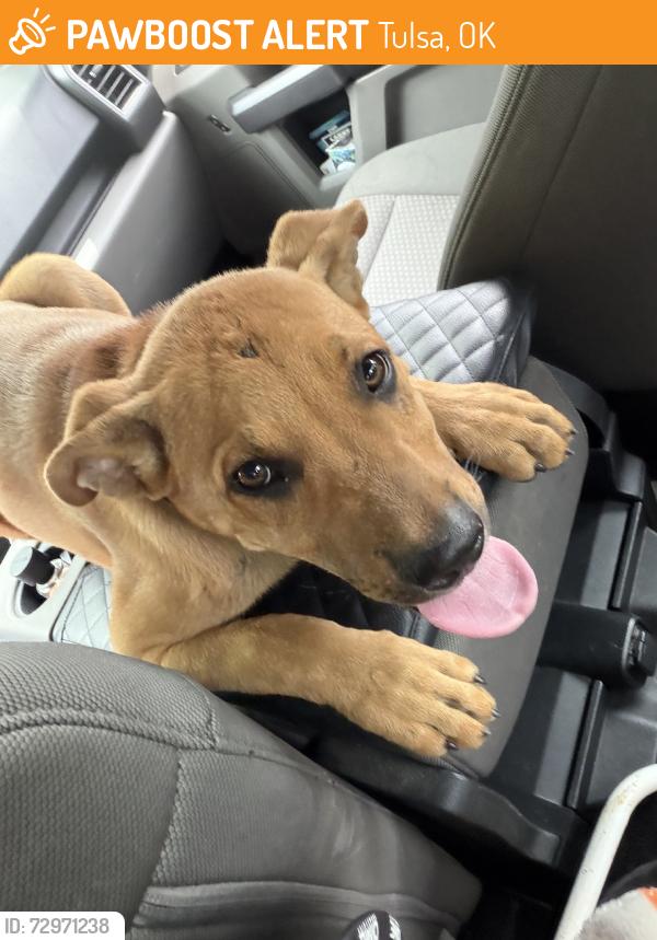 Found/Stray Unknown Dog last seen N victor ave, Tulsa, OK 74110
