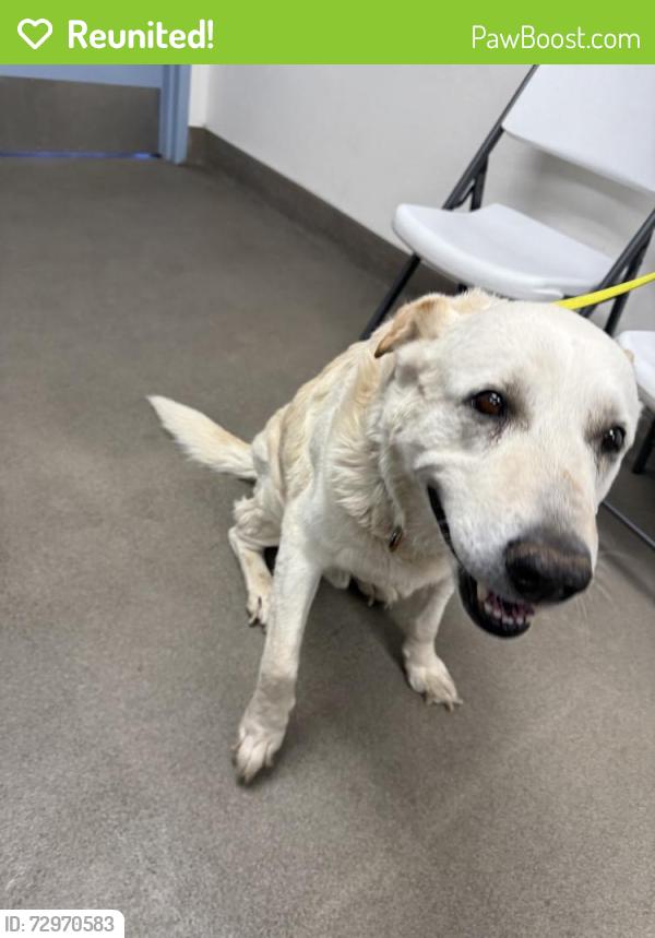 Reunited Male Dog last seen Near Santa Fe Ave E, Hesperia, CA 92345, USA, Hesperia, CA 92345