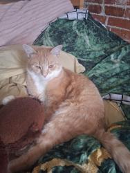 Reunited Male Cat last seen Allcott Street , Boston, MA 02134