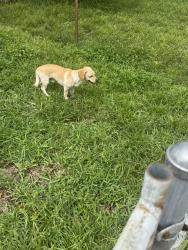 Found/Stray Unknown Dog last seen Nw 199th and 47th Ave, Miami Gardens, FL 33055