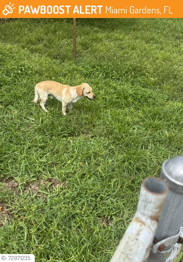 Found/Stray Unknown Dog last seen Nw 199th and 47th Ave, Miami Gardens, FL 33055