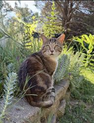 Lost Male Cat last seen Old highway M, flagstone ct by Masterchem, Imperial Township, MO 63052