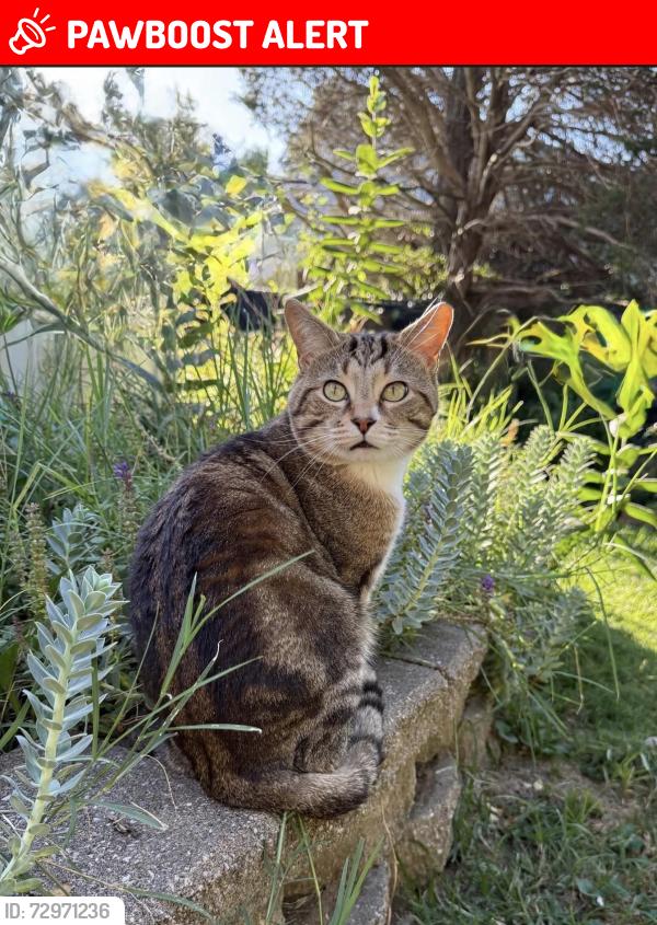 Lost Male Cat last seen Old highway M, flagstone ct by Masterchem, Imperial Township, MO 63052