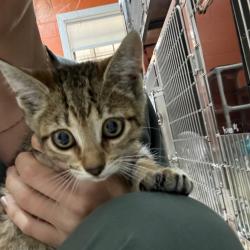 Found/Stray Female Cat last seen Near Lilac Lane apmts , Pensacola, FL 32501