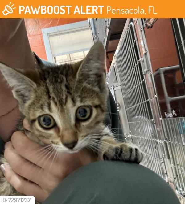Found/Stray Female Cat last seen Near Lilac Lane apmts , Pensacola, FL 32501