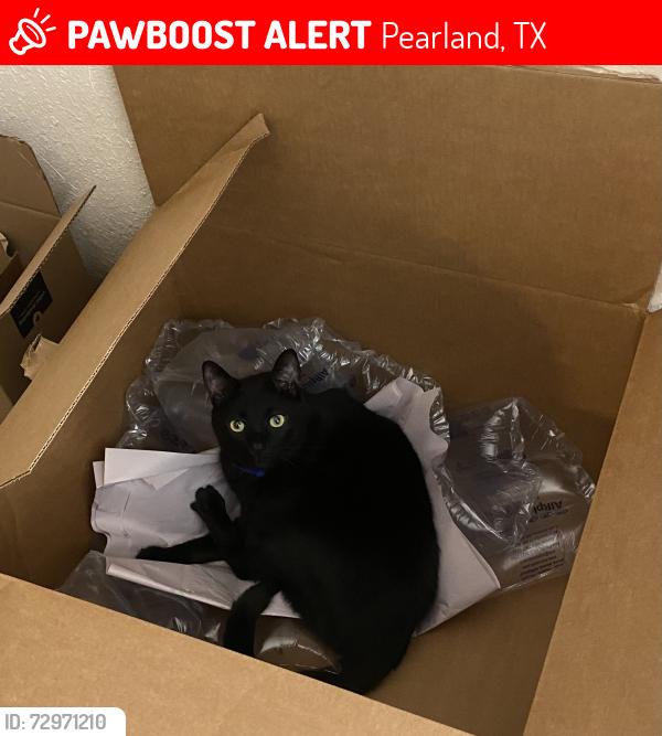 Lost Male Cat last seen Canterbury Park off Veterans, Pearland, TX 77584
