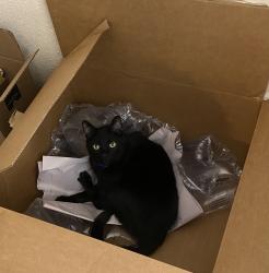 Lost Male Cat last seen Canterbury Park off Veterans, Pearland, TX 77584
