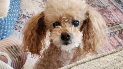 Lost Male Dog last seen Evans hollow road, Cherokee County, NC 28906