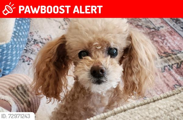 Lost Male Dog last seen Evans hollow road, Cherokee County, NC 28906